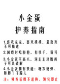 小金蛋护养指南书包网