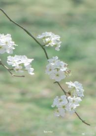 雨打梨花深闭门前一句