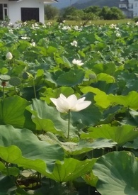 花神咖啡馆的情人们